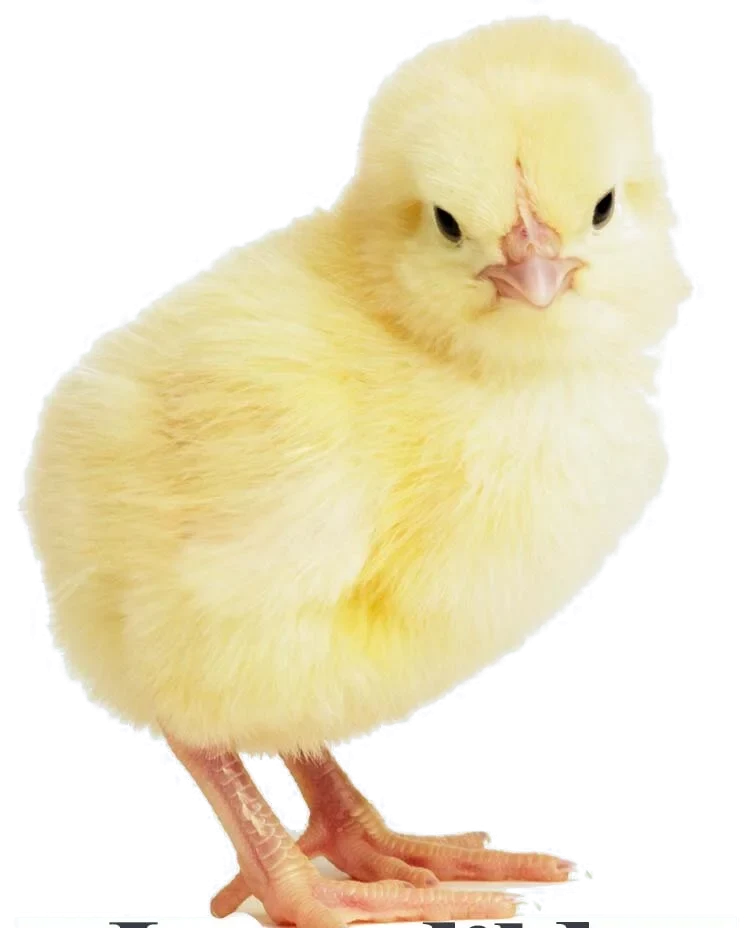 A fluffy yellow chick