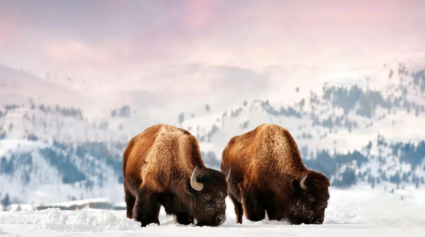 Montana Tourism image 1
